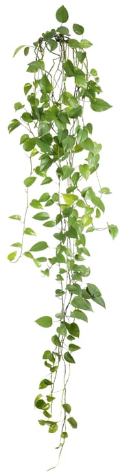 BiophilicDesign-FordeKhan - Plant