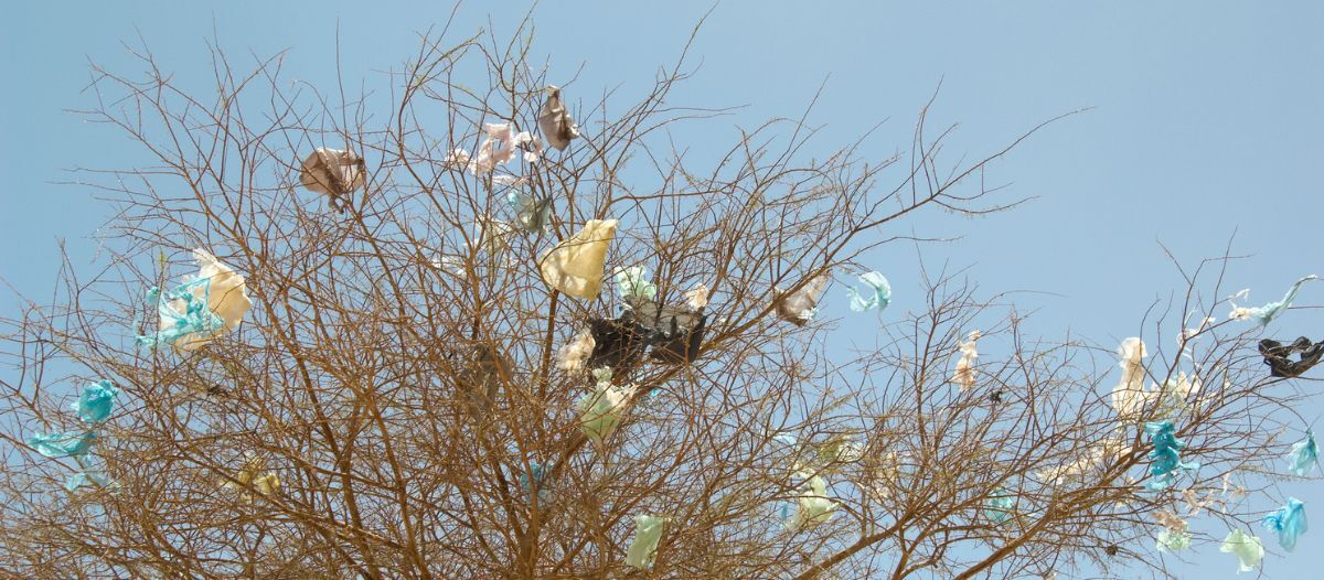 Compostable bags & the circular economy 