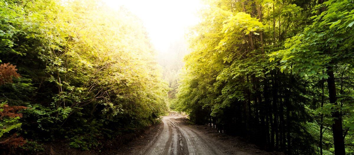 Into the Woods